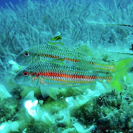 Olive-sunset Haven In *